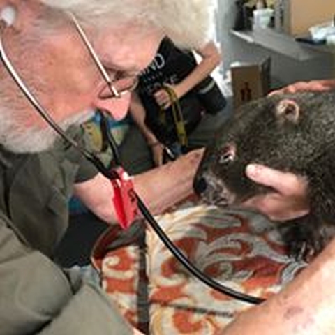 Wombat-checkup.jpg